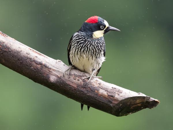 <h3><a href="/trips/costa-rica/biota/animalia/chordata/aves/039 piciformes/009 picidae/melanerpes formicivorus/melanerpes formicivorus-nl.html">Melanerpes&nbsp;formicivorus</a> / Acorn&nbsp;woodpecker / Eikelspecht</h3>OM-1 Mark II met OLYMPUS M.150-400mm F4.5, 1/2000 sec  bij F4.5, ISO 2500, afstand 6.98&nbsp;m
